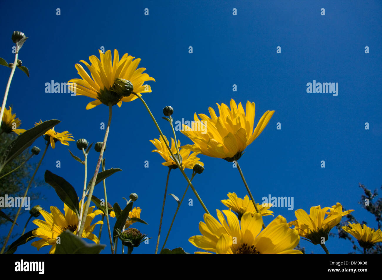 Fiori gialli contro un cielo blu Foto Stock