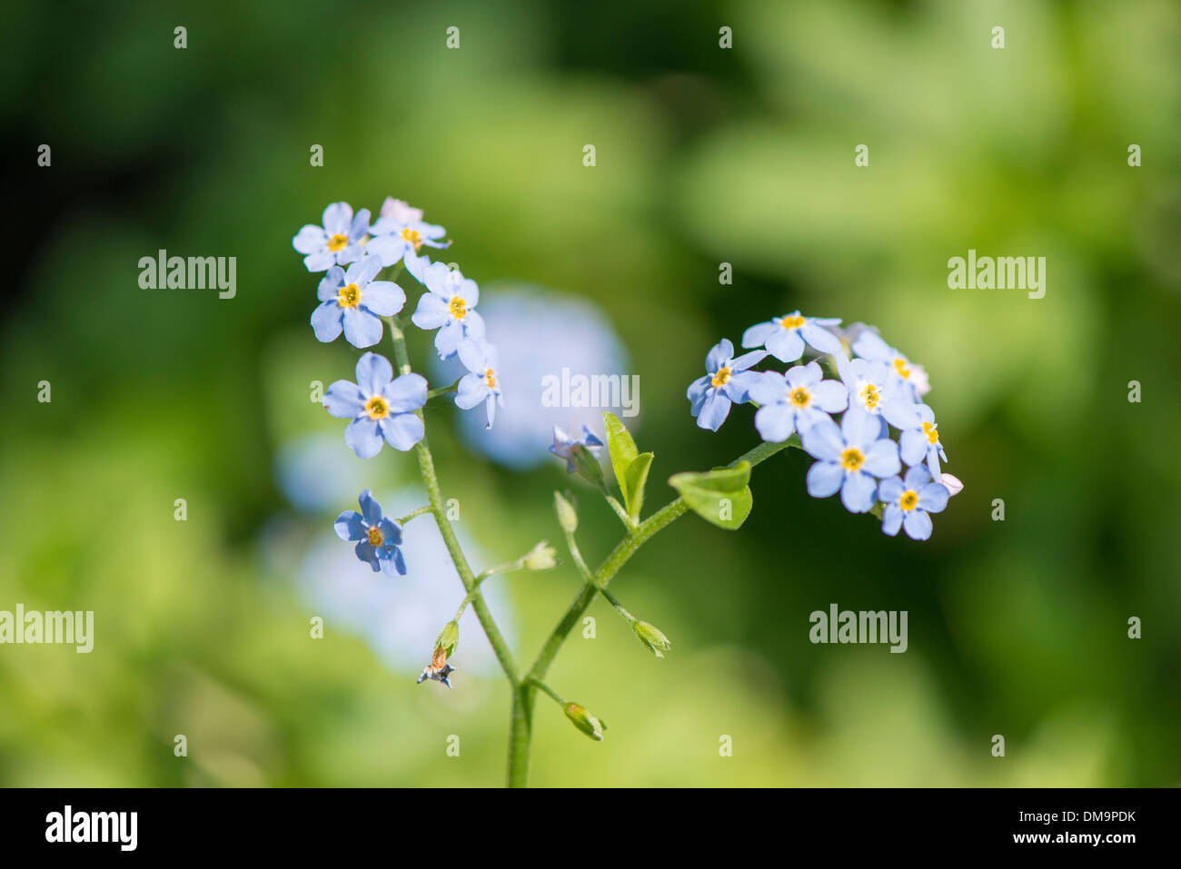Close up non ti scordar di me flower (Myosotis Palustris) Foto Stock