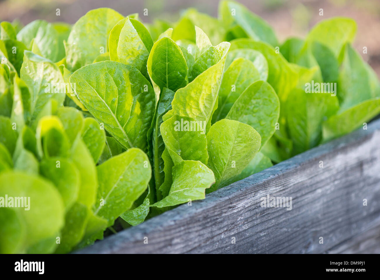 Fresche e mature romain lattuga crescente in un orto Foto Stock