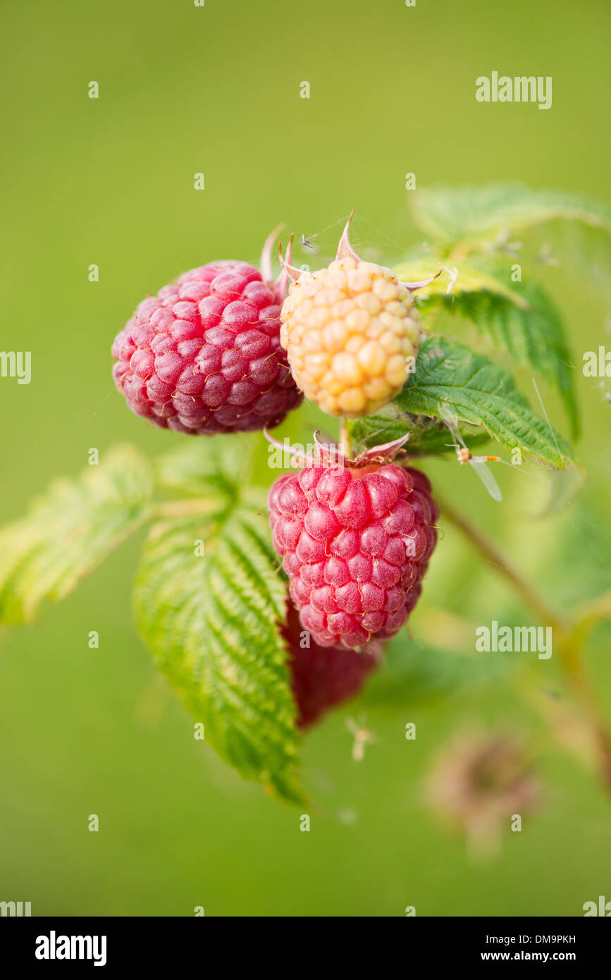 In prossimità dei due lamponi maturi e un lampone immaturi che cresce su bush in giardino Foto Stock