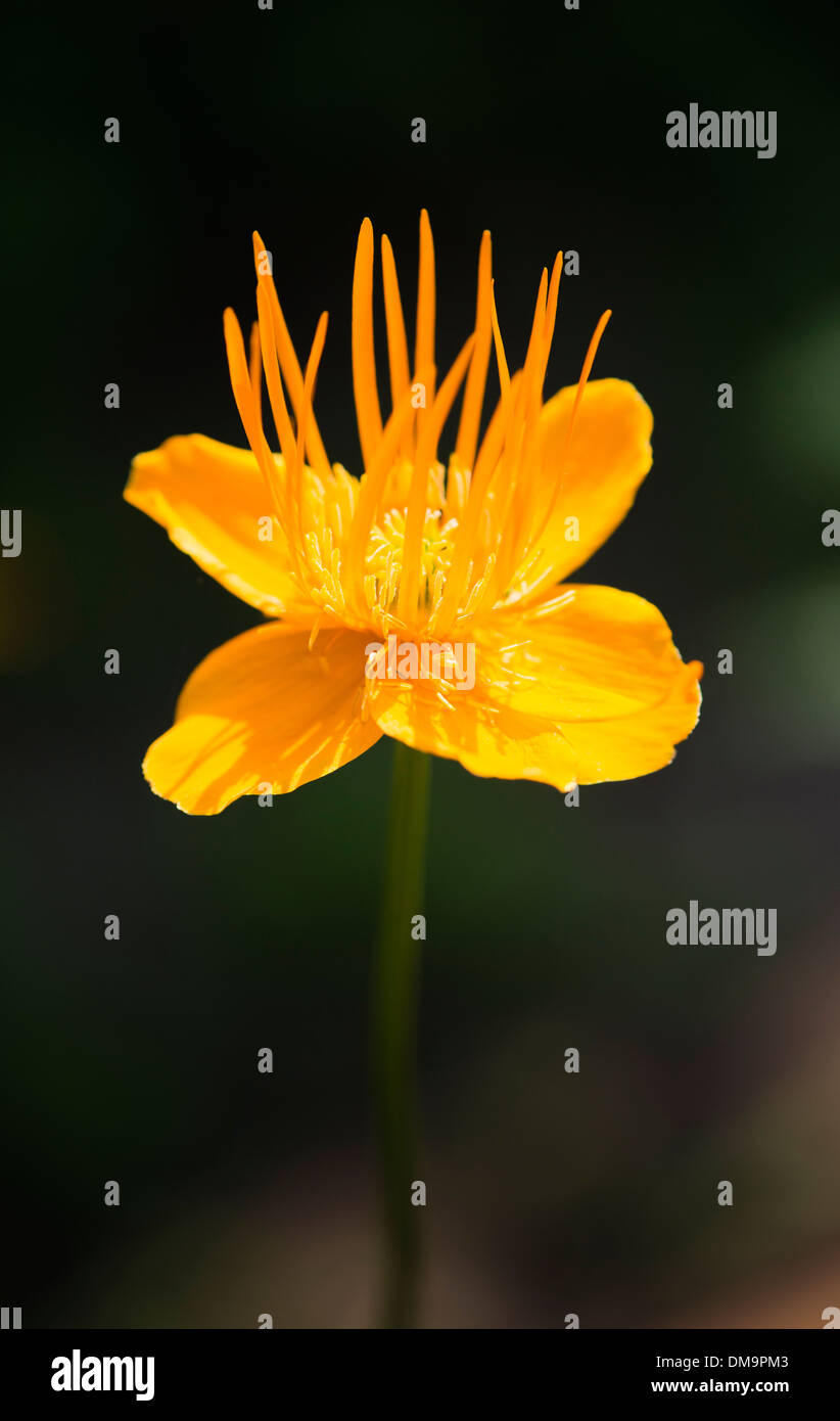 Close up globeflower giallo (Trollius chinensis) 'Golden Queen' Foto Stock