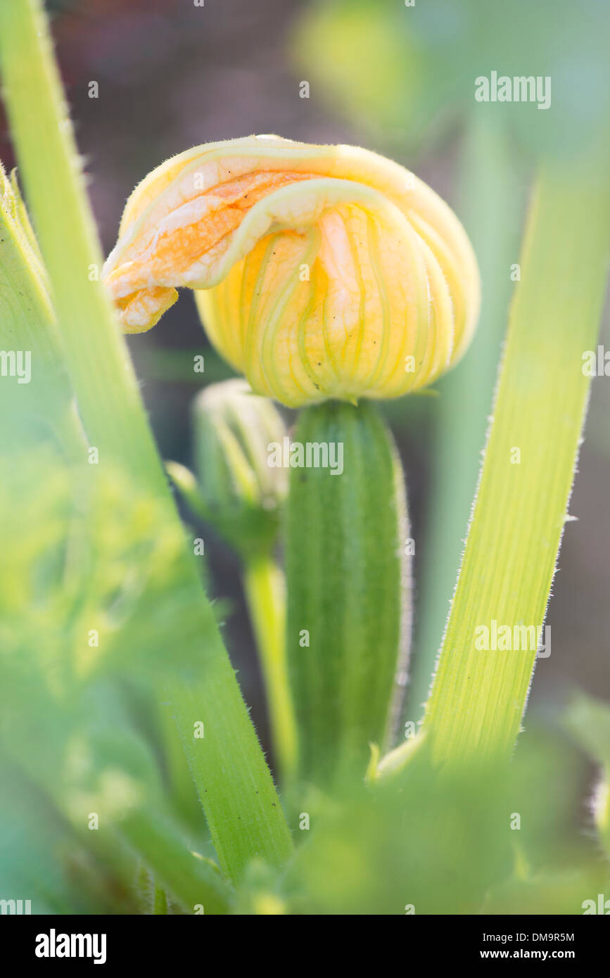 Zucchine (Cucurbita pepo) cresce in giardino Foto Stock