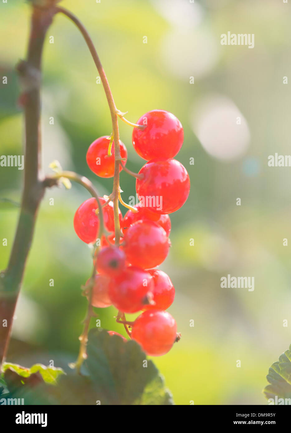 Tranquilla estate scena in giardino. Boccola con maturi bacche Ribes rosso e la luce del sole. Foto Stock