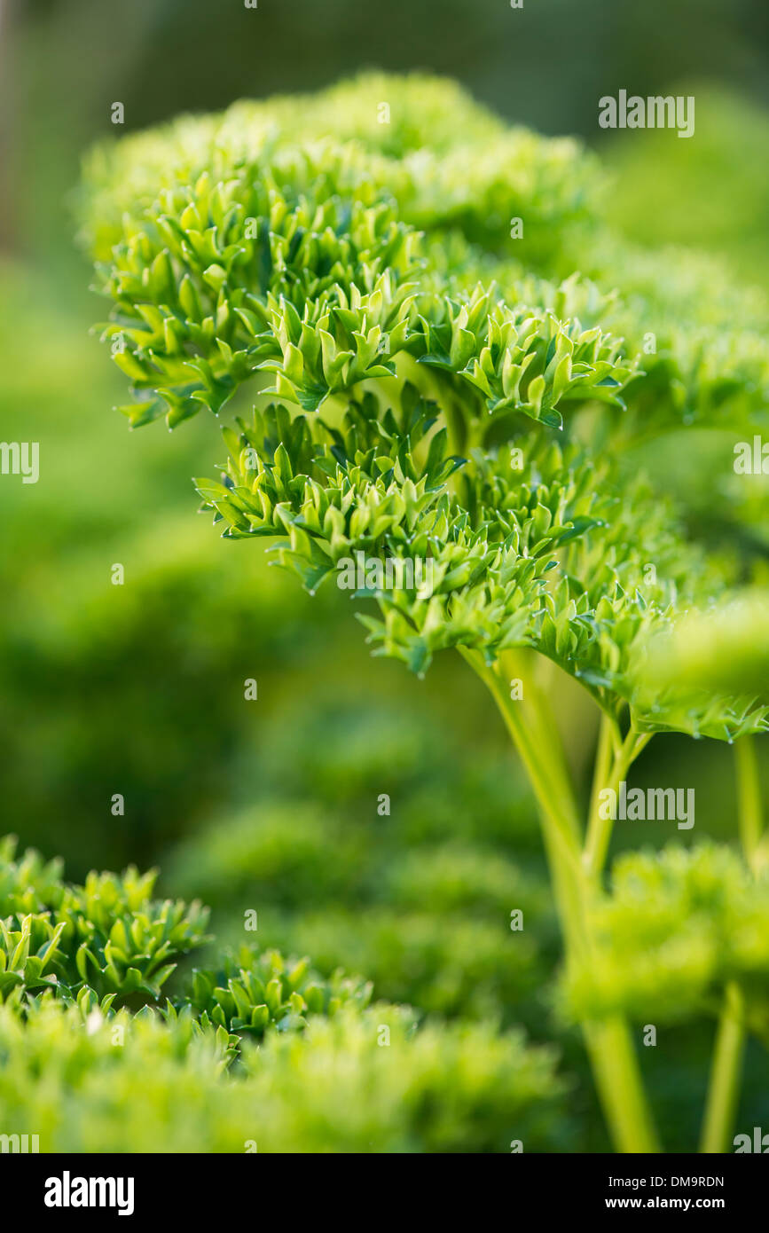Prezzemolo riccio (Petroselinum crispum crispum) cresce in giardino a base di erbe Foto Stock