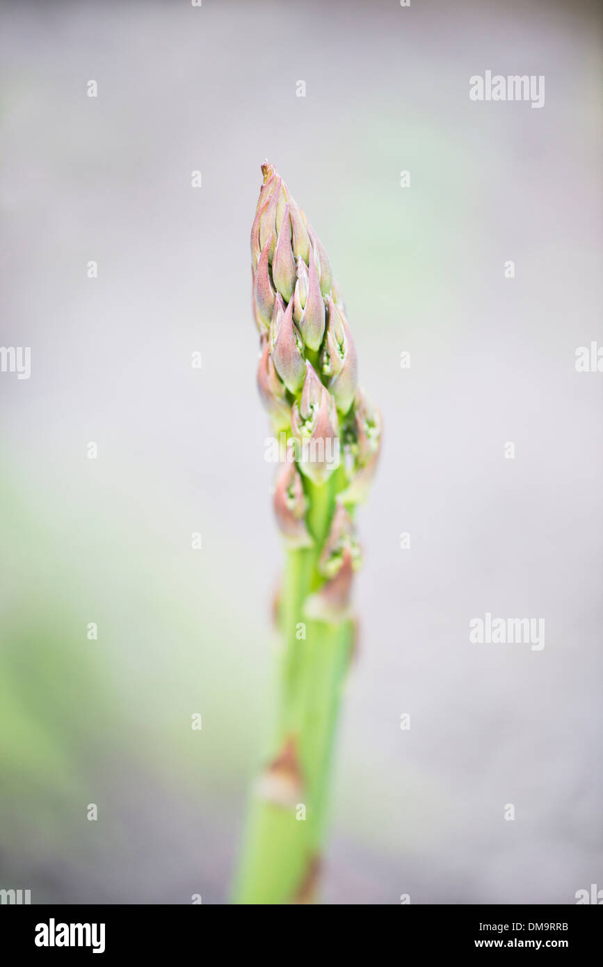 Primo piano di crescita a base di asparagi in un orto Foto Stock