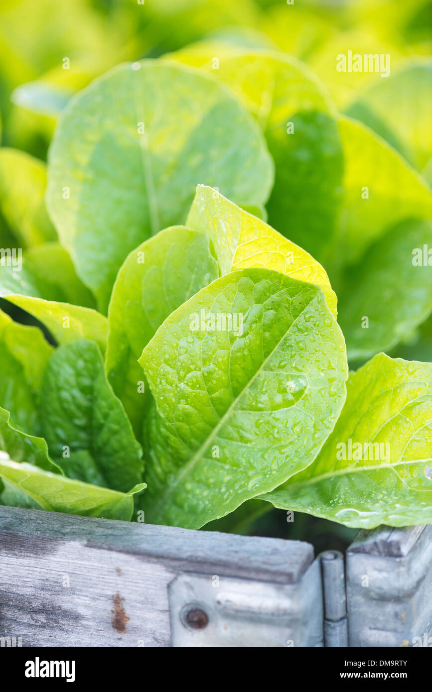 Fresche e mature romain lattuga crescente in un orto Foto Stock