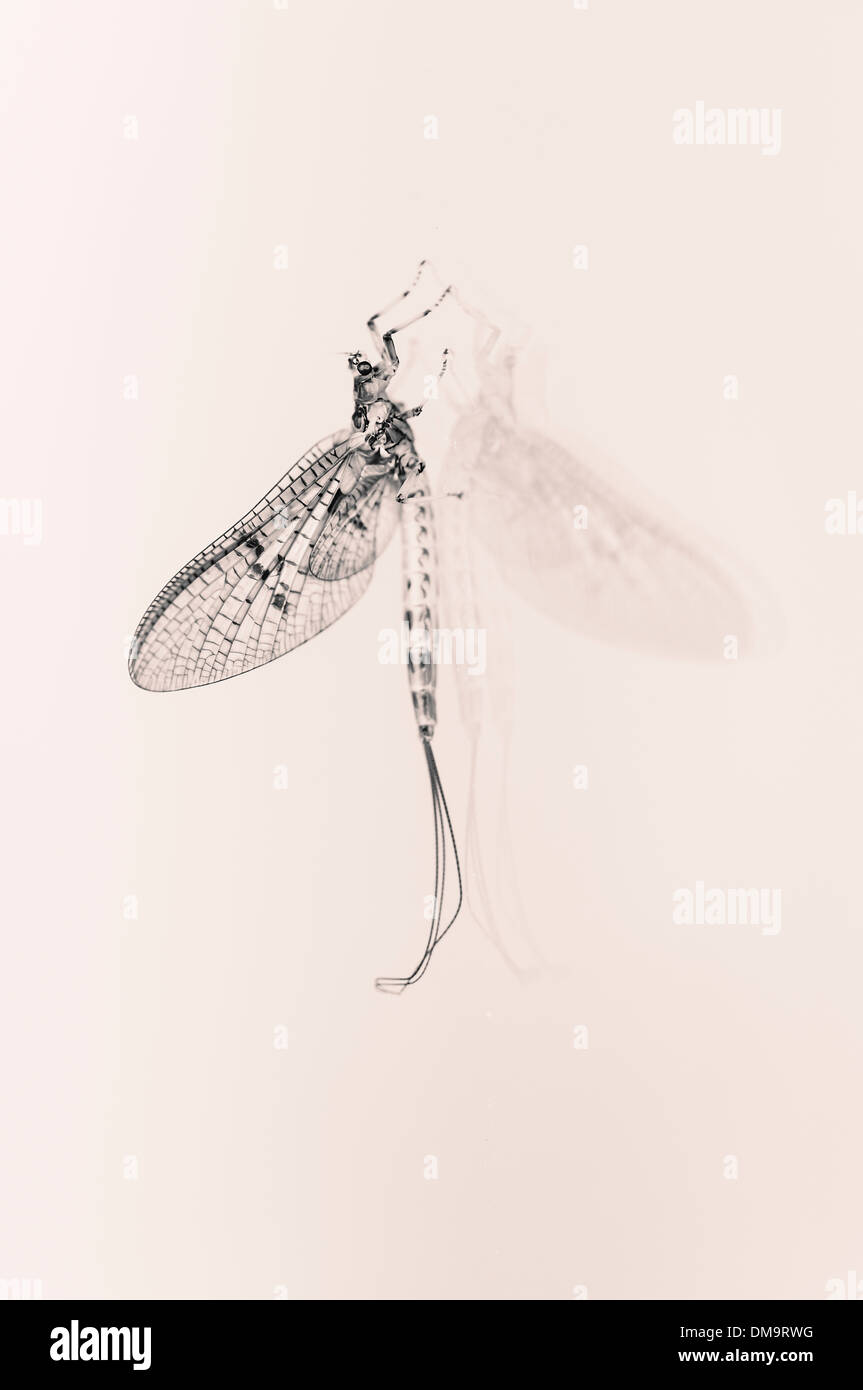 Damselfly insetti l immagine riflessa sul vetro della finestra Foto Stock