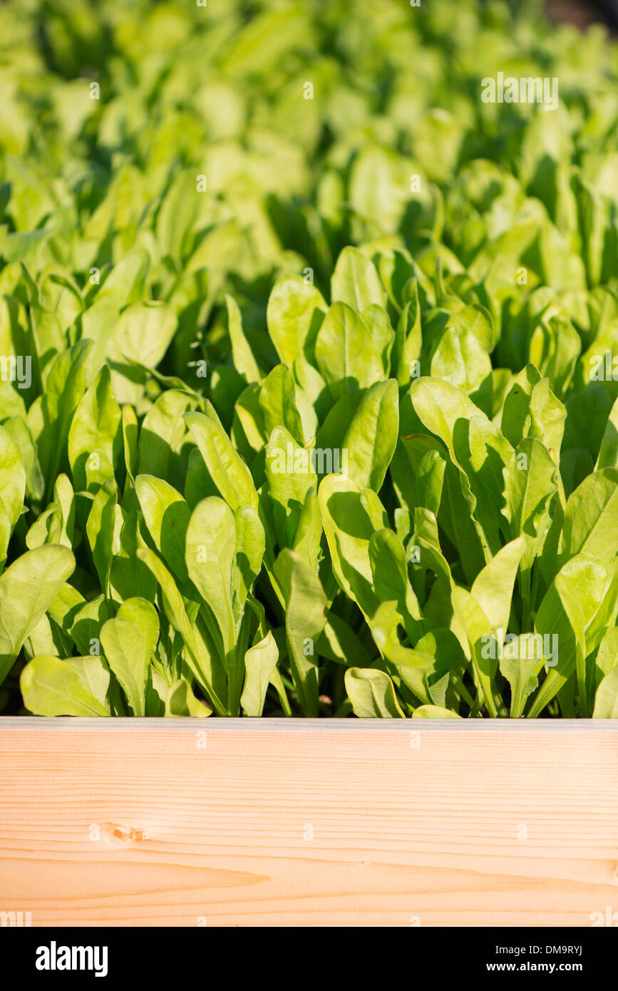 Fresche e mature crescente di lattuga in un orto Foto Stock