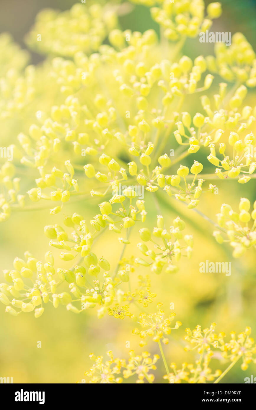 Ripresa macro di fiore giallo che cresce in giardino Foto Stock