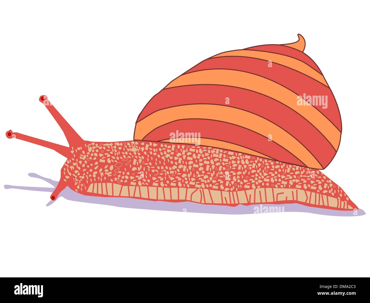 Snail cartoon isolato su bianco Illustrazione Vettoriale