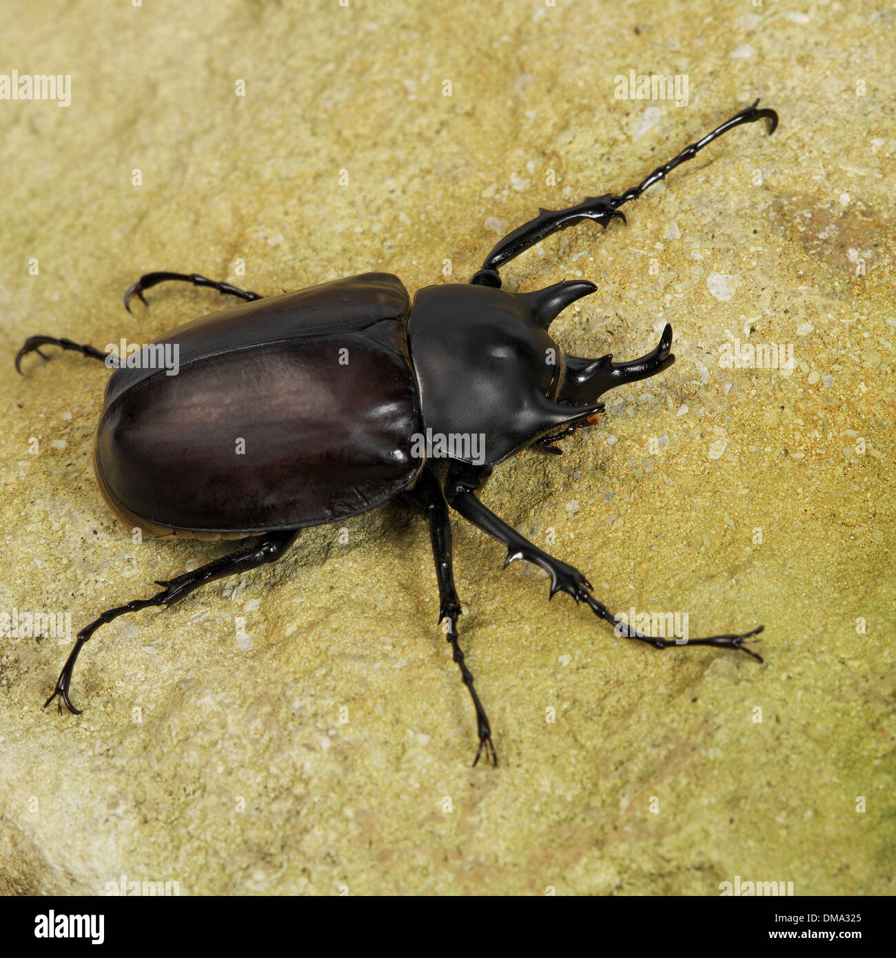 Stag Beetle Foto Stock