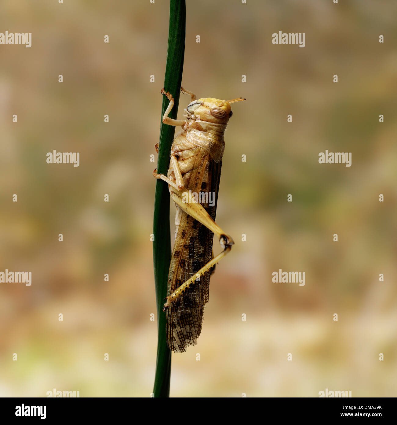 Locust sul ramo Foto Stock