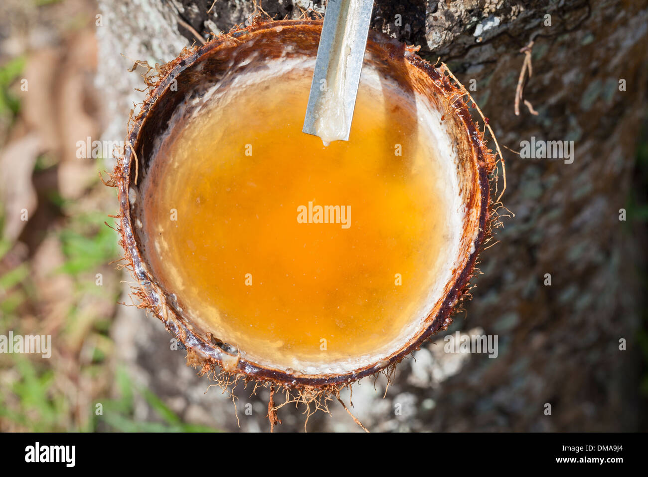 Sap di lattice che gocciola fuori di un albero in una piantagione di gomma, Thailandia Foto Stock
