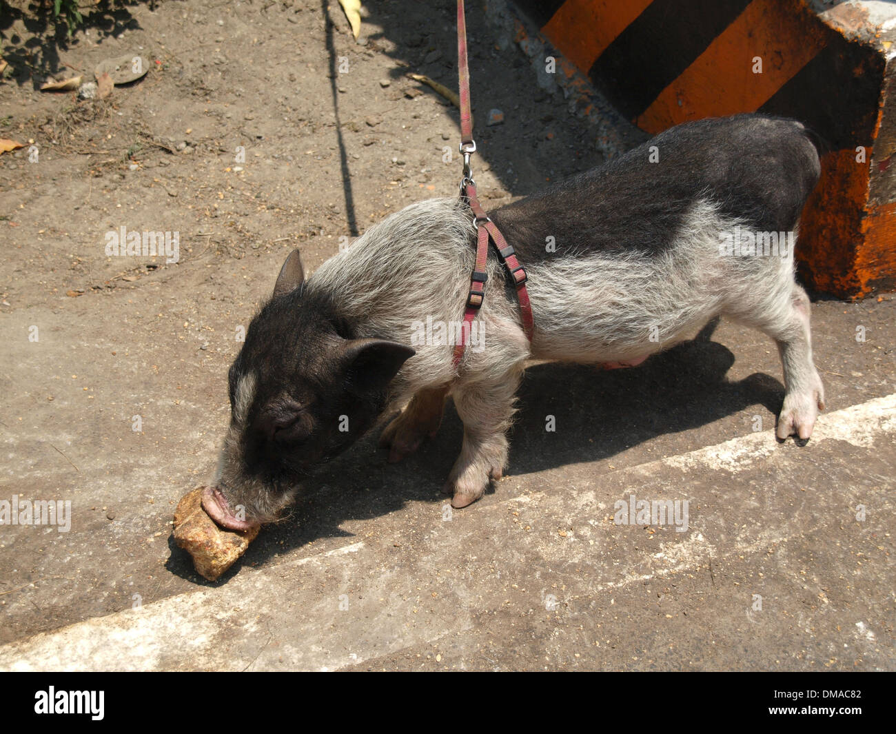 Un bianco e nero maialino al guinzaglio Foto Stock