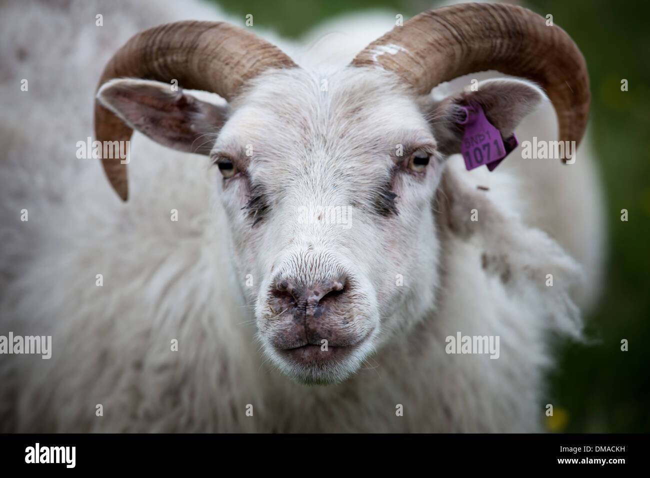 Una pecora in Islanda Foto Stock