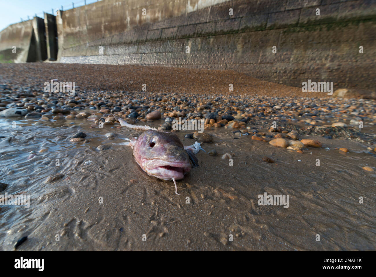 Un pesce eviscerato merluzzi capo lavato fino sulla spiaggia di Hastings, East Sussex. GB Foto Stock