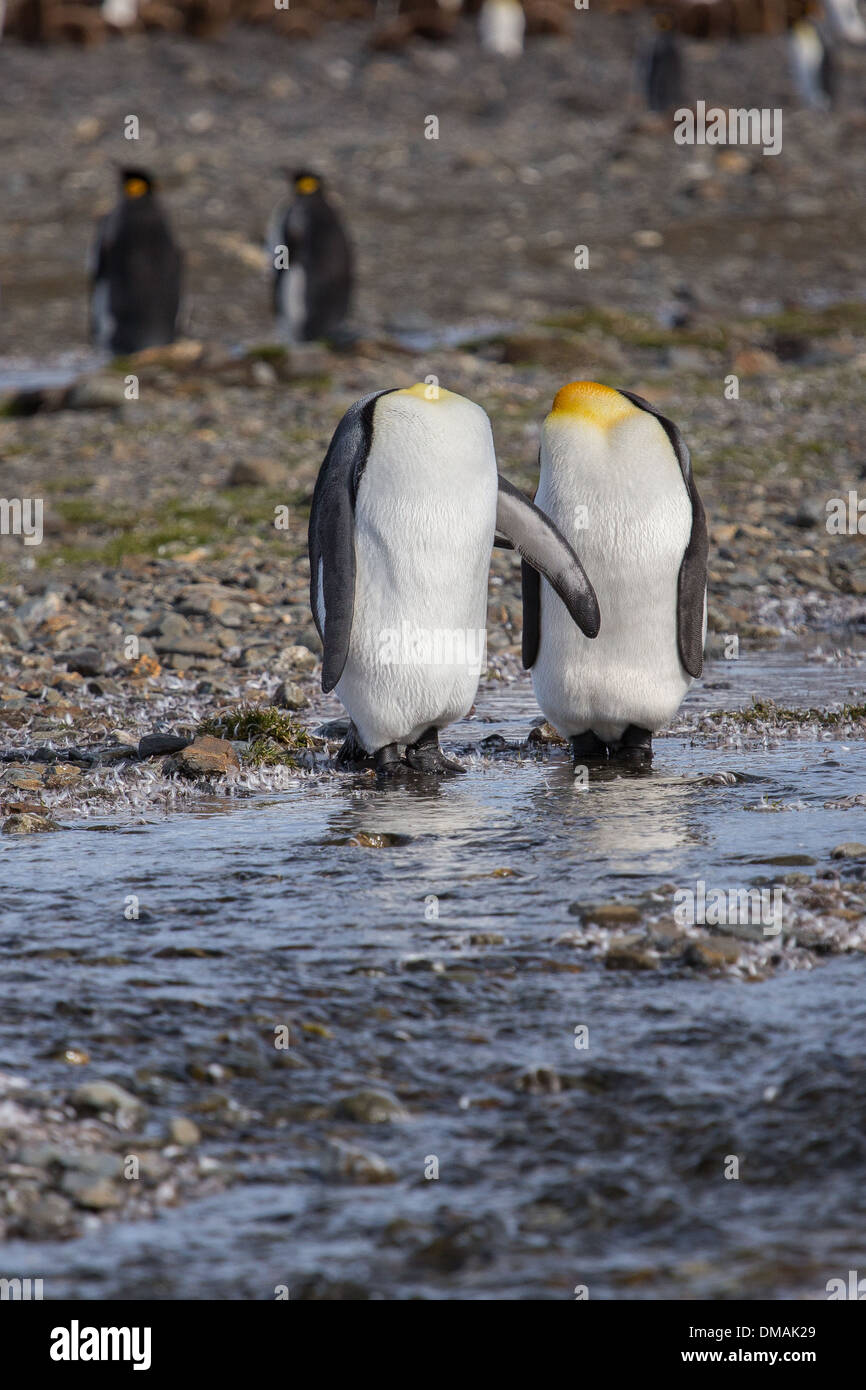 Due re pinguini sono preening le spalle e così dalla parte anteriore sembra essere decapitati Foto Stock