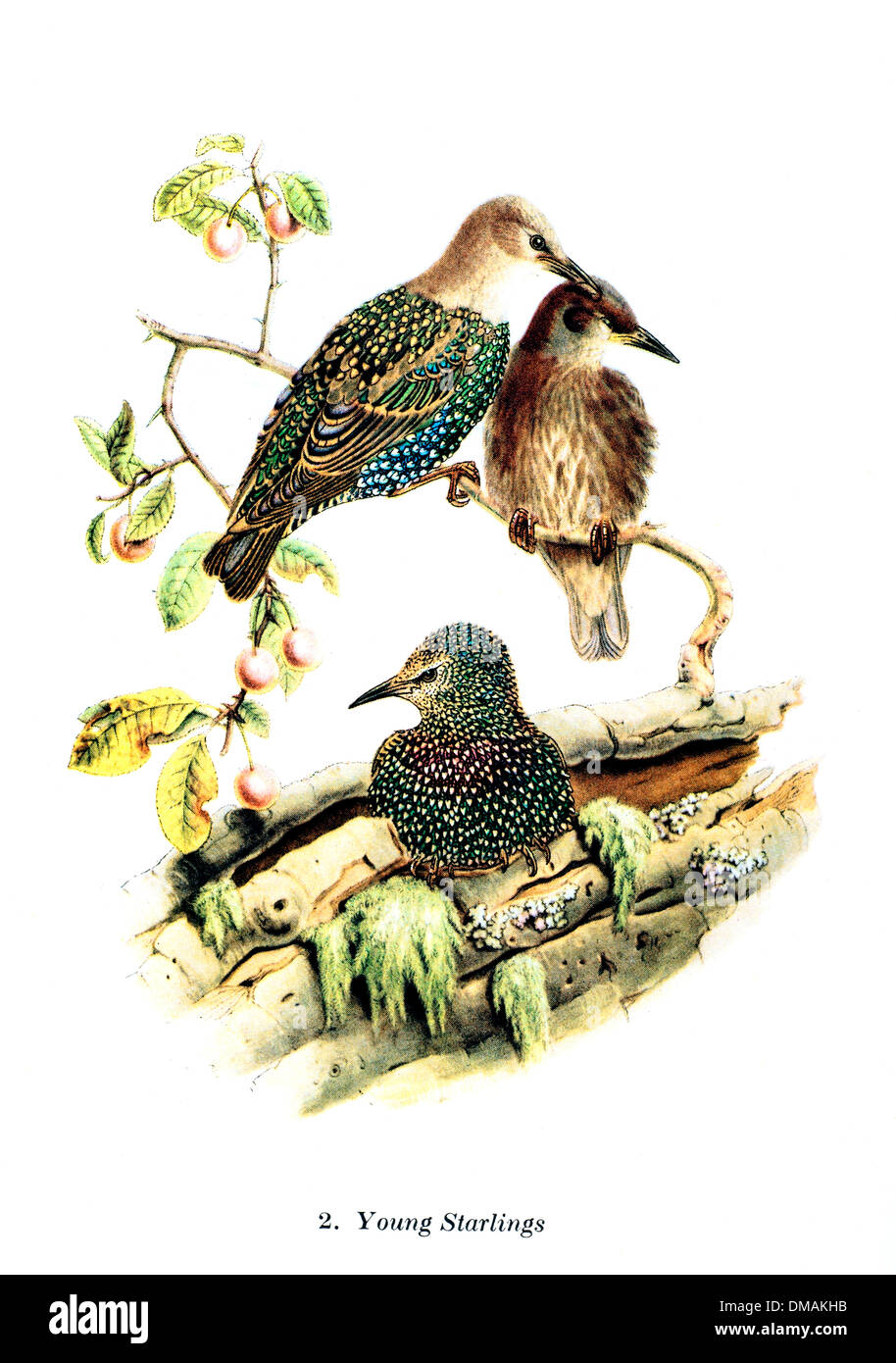 Illustrazione Vintage giovani storni uccelli storico documento di archiviazione Foto Stock