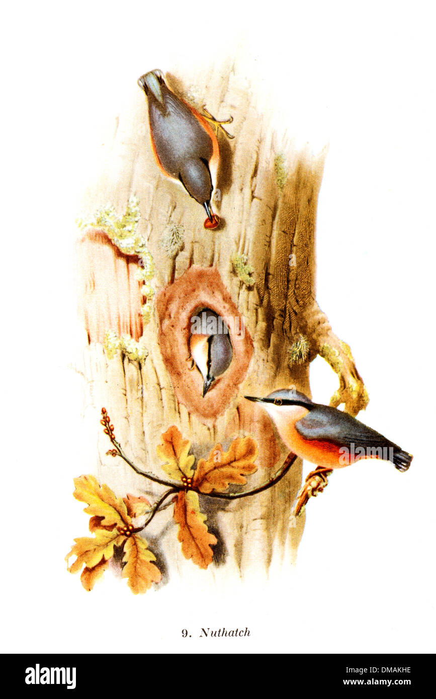 Illustrazione Vintage picchio muratore Bird storico documento di archiviazione Foto Stock