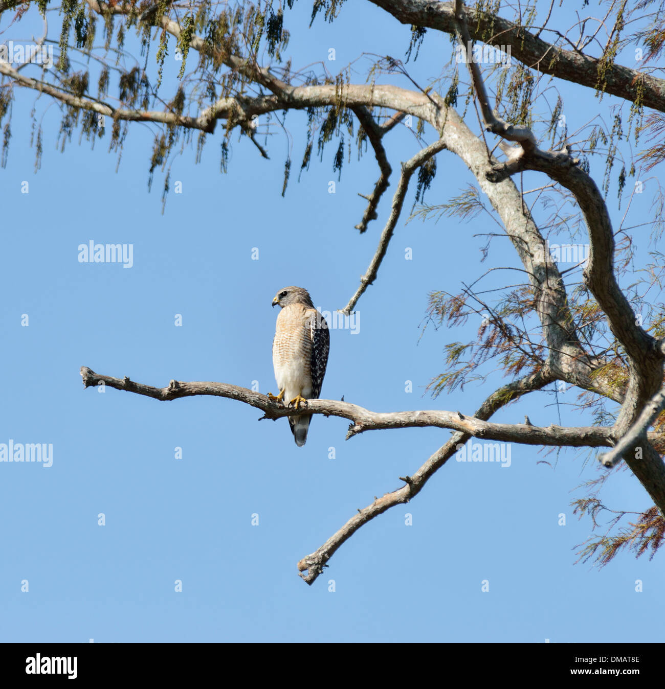 Red-Shouldered Hawk si appollaia su una struttura ad albero Foto Stock