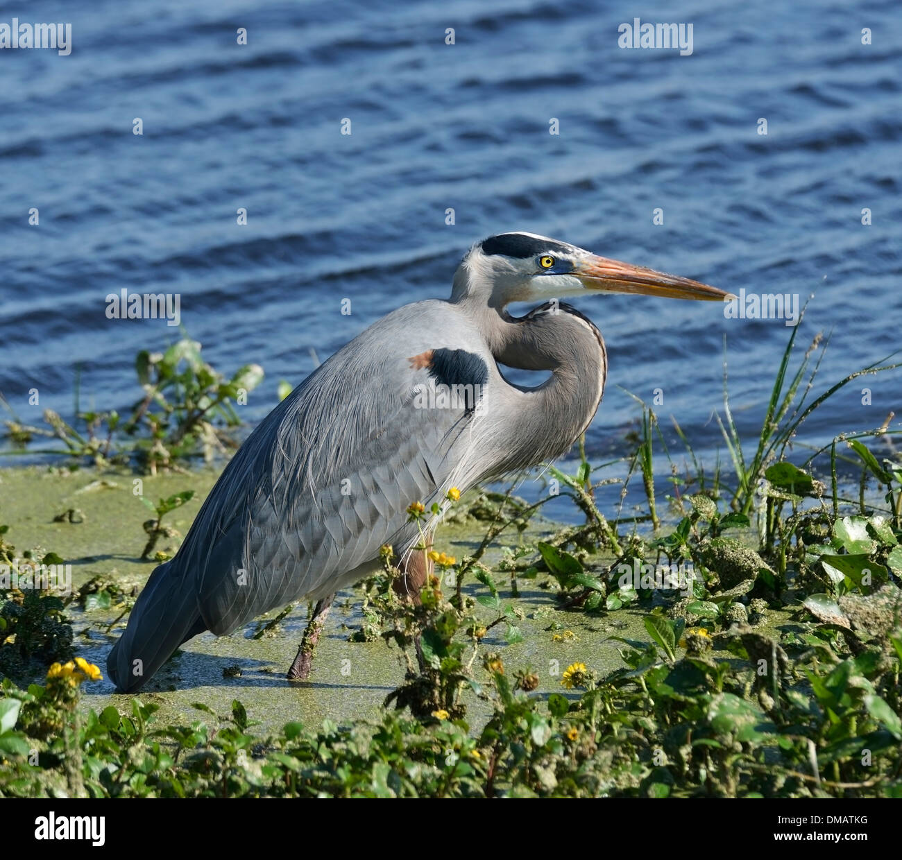 Airone blu (Ardea erodiade) Alimentazione Foto Stock