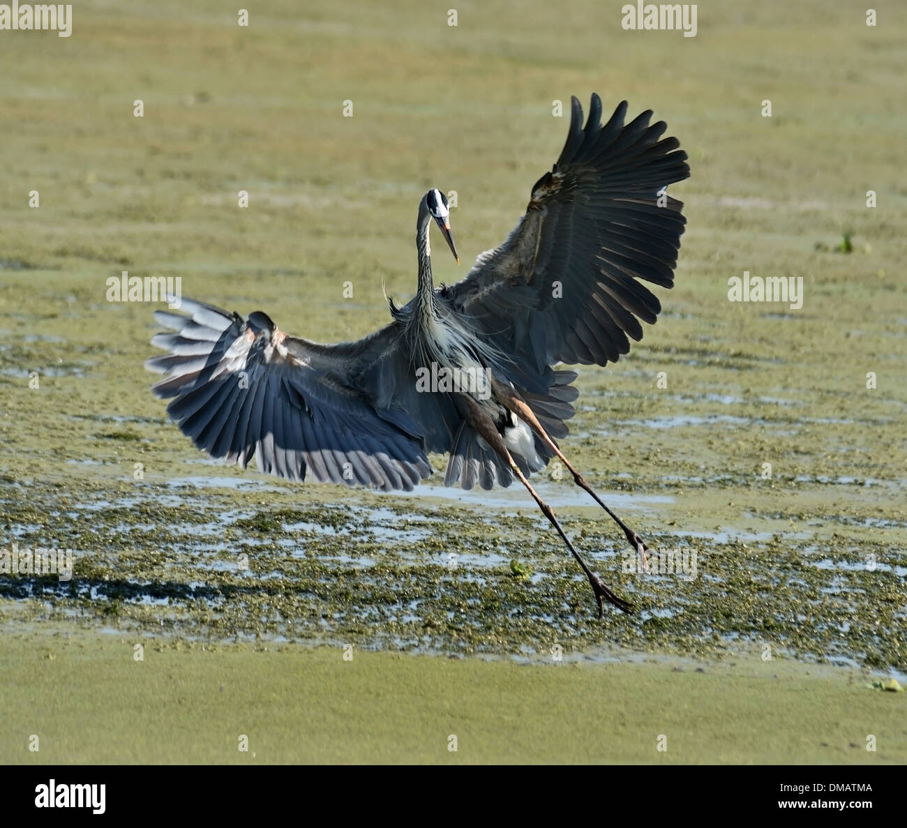 Airone blu (Ardea erodiade) battenti Foto Stock