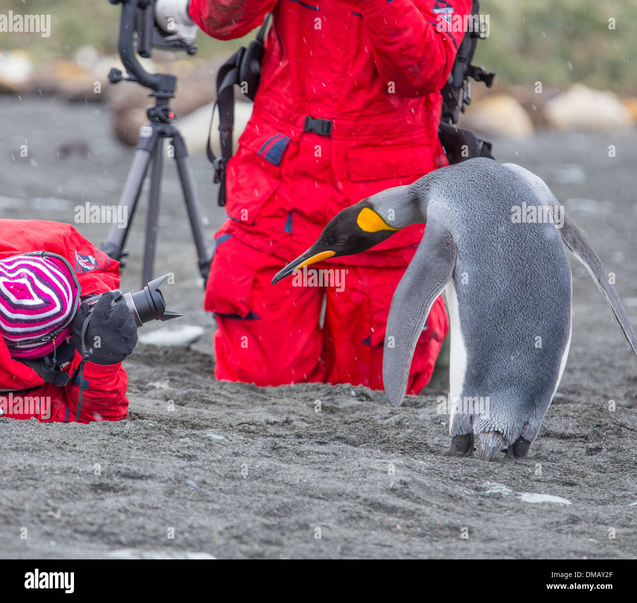 Un pinguino reale guarda dritto verso la fotocamera come un fotografo getta sul terreno per acquisire un'immagine dal di sotto. Foto Stock