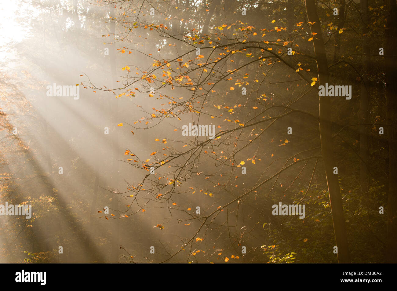 Raggi del sole in una foresta autunnale Foto Stock