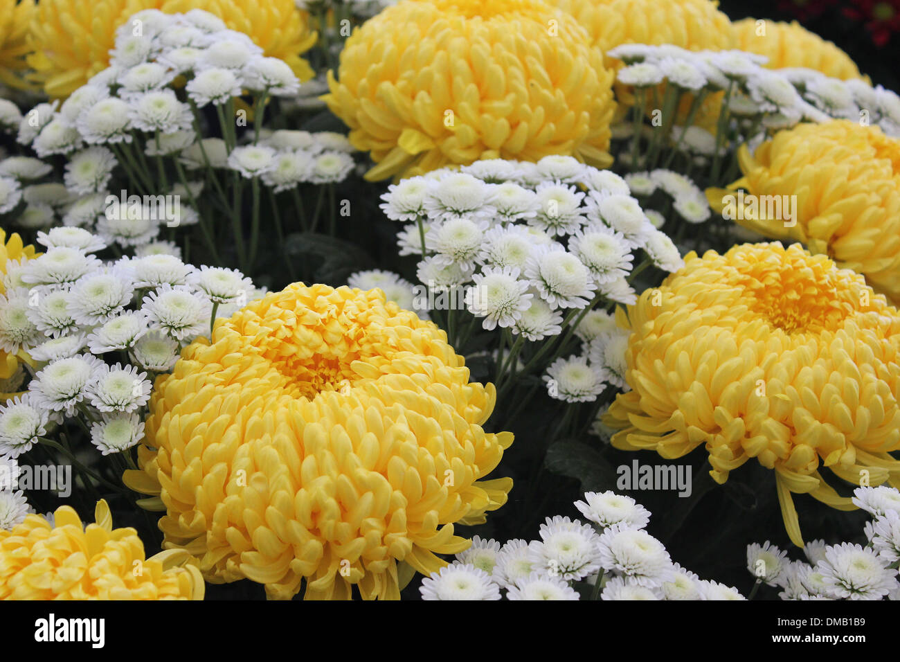 Grandi fiori gialli immagini e fotografie stock ad alta risoluzione - Alamy