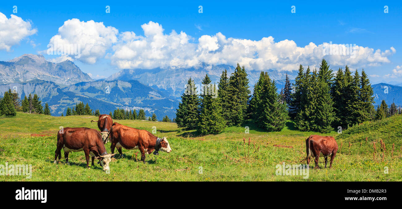 Vista panoramica di vacche di marrone con le Alpi in background Foto Stock