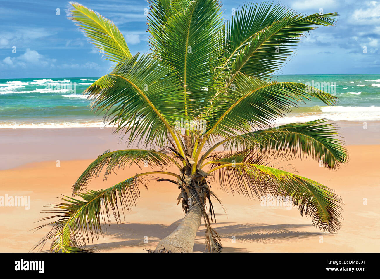 Il Brasile, Bahia: Secondo la guida Lonely Palm tree al Tropical Beach Praia Busca Vida Foto Stock
