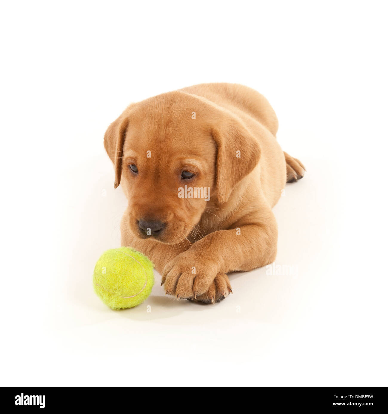 Una volpe rossa colorata Labrador cucciolo di cane giocando con una palla da tennis Foto Stock