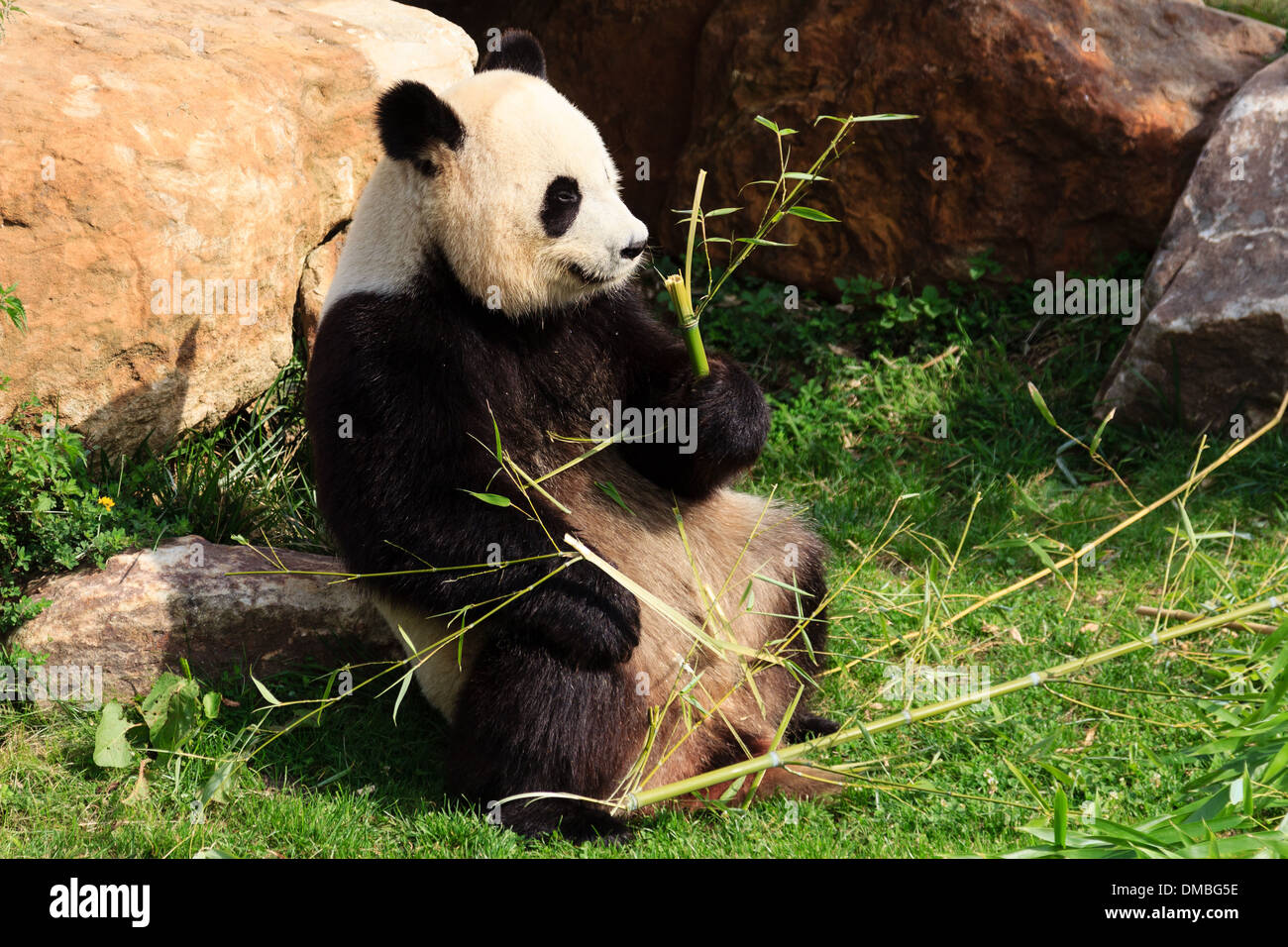 Panda gigante (Ailuropoda melanoleuca) all'Beauval Zoo (Francia) // Panda géant (Ailuropoda melanoleuca) au Zoo de Beauval, Foto Stock