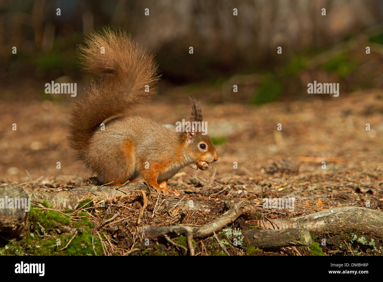 Scoiattolo rosso con una nocciola Foto Stock