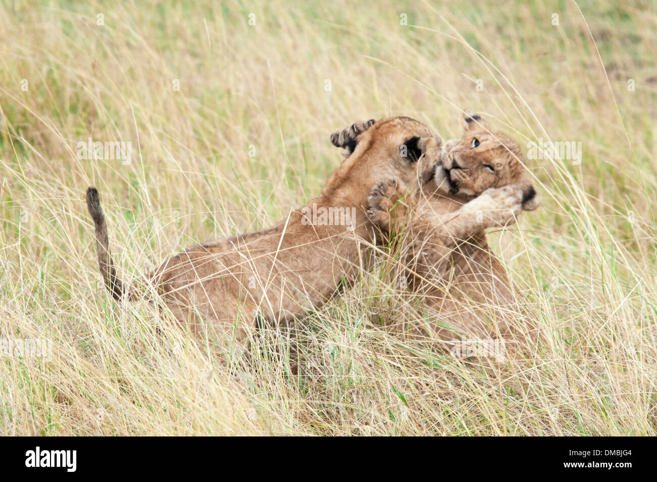 Due African Lion Cubs giocare insieme, Panthera leo, Masai Mara riserva nazionale, Kenya, Africa Foto Stock