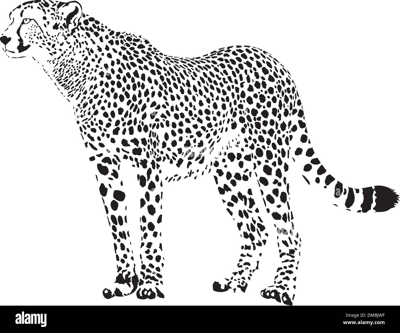 Leopardo Illustrazione Vettoriale