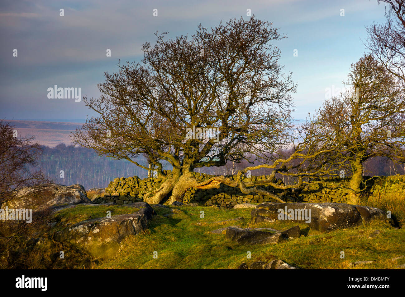 Antico albero, inverno sopra bordo Gardoms, Derbyshire, Parco Nazionale di Peak District Foto Stock
