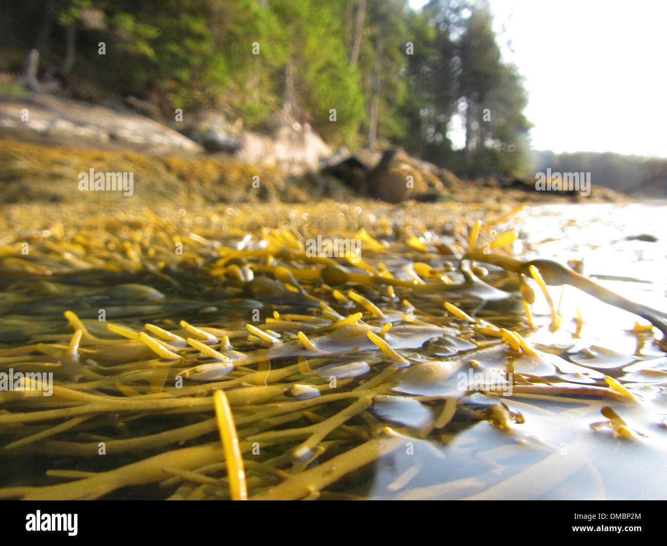Alghe galleggianti o rockweed nel Maine, Stati Uniti d'America. Alga marina Ascophyllum nodosum è un grande e comune alga bruna (Phaeophyceae) Foto Stock