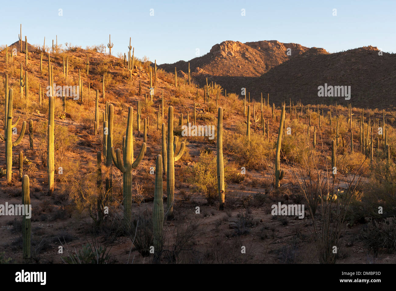 Ad ovest del Saguaro National Park, Tucson in Arizona. Cane selvatico sentiero al tramonto Foto Stock