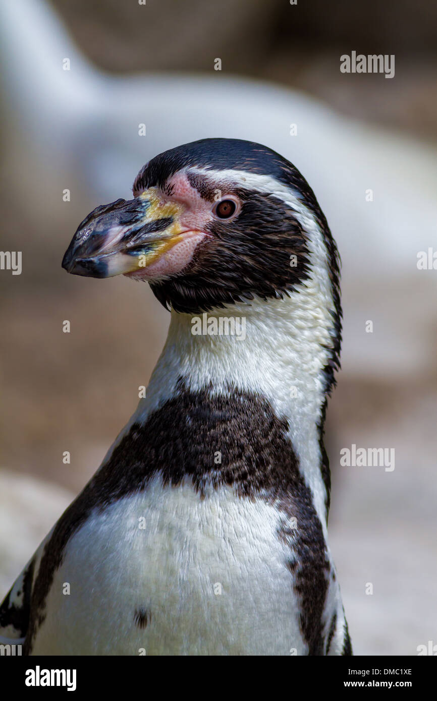 Ritratto di pinguino su lo zoo di Barcellona Foto Stock