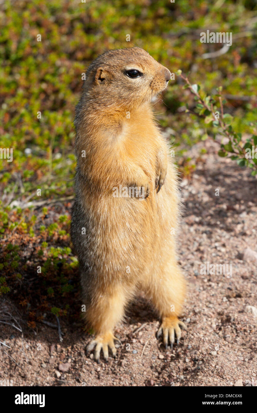 Siksik terra artica scoiattolo Canada tundra mammifero Foto Stock