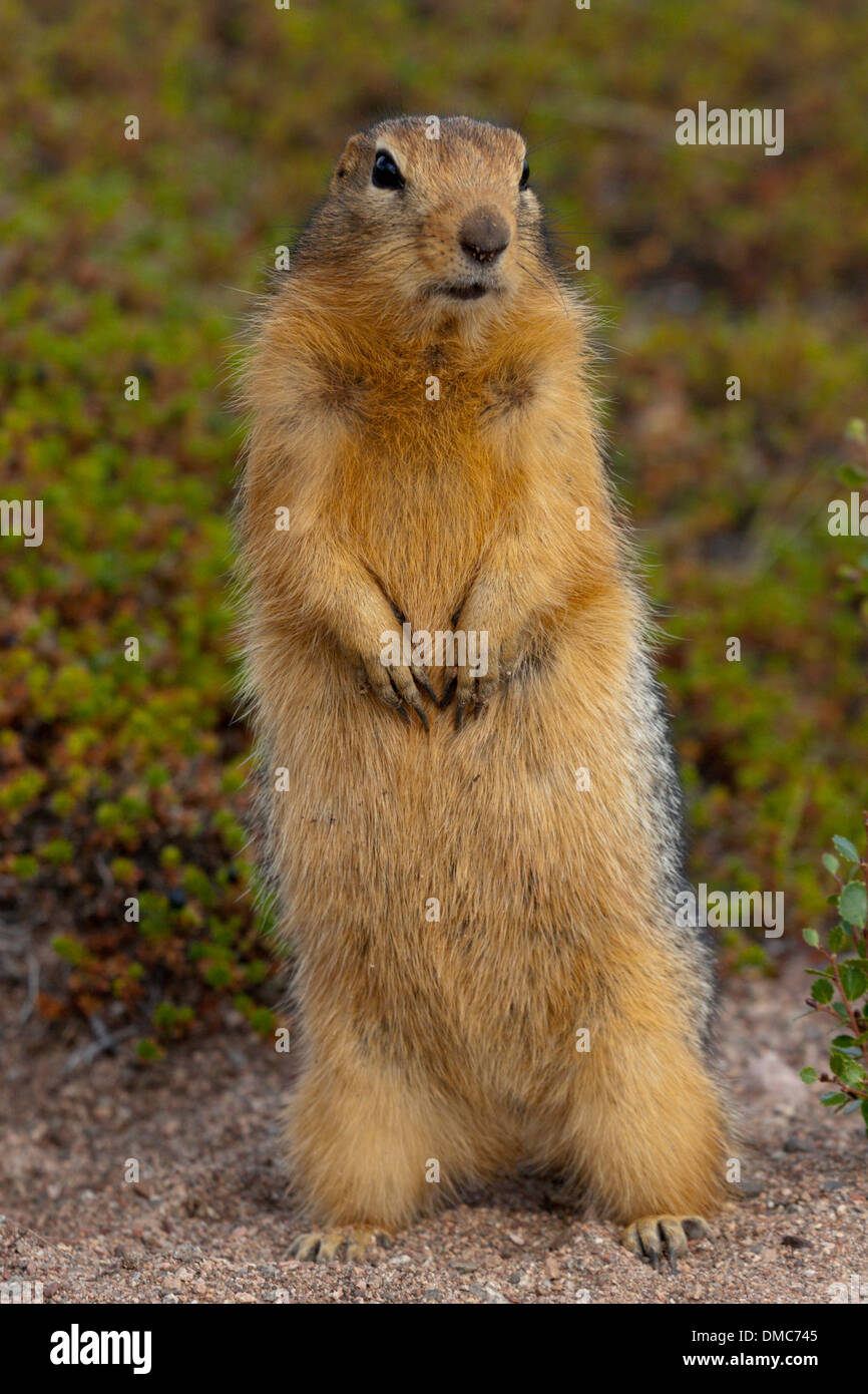 Siksik terra artica scoiattolo Canada tundra mammifero Foto Stock