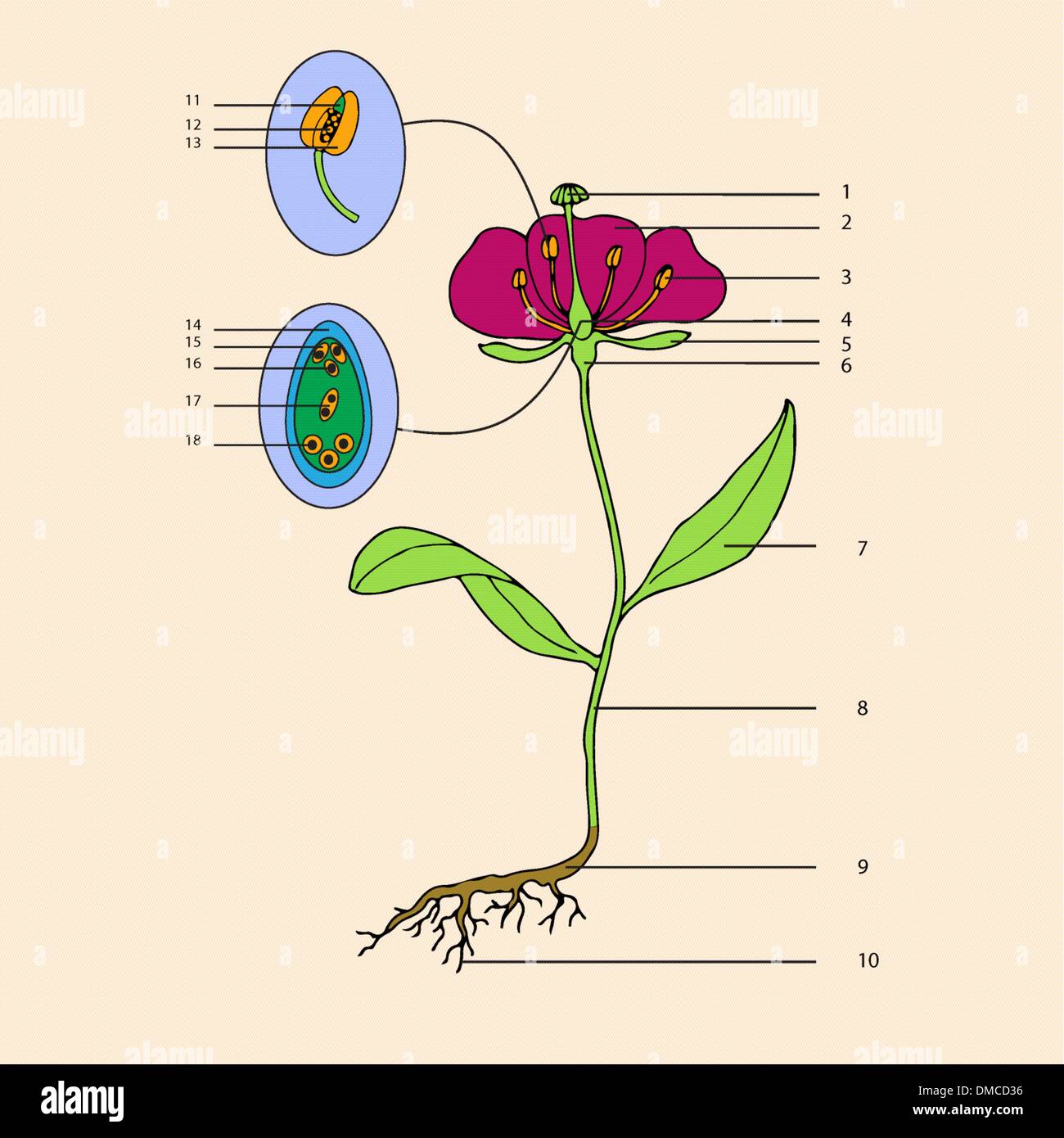 La morfologia dei fiori Illustrazione Vettoriale