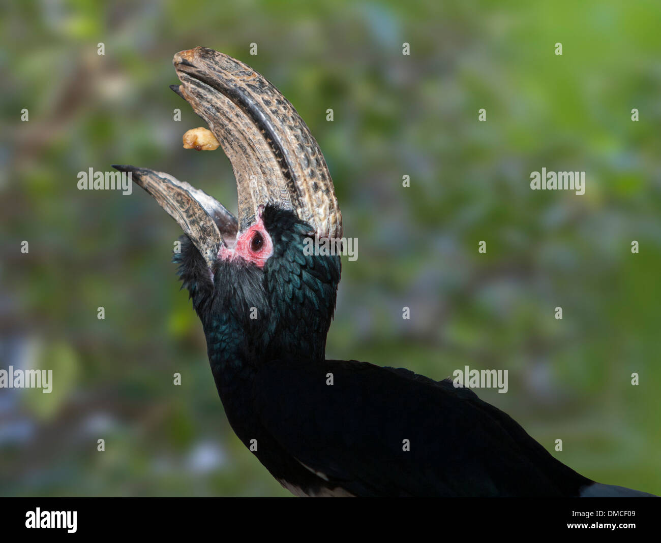 Un Trumpeter Hornbill - Bycanistes bucinator - Trovato in Berindi Mozambico Botswana Congo Kenya Africa. Foto Stock