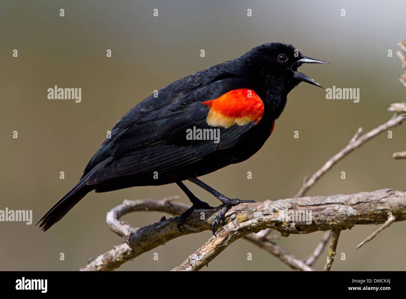 Rosso-winged Blackbird (Agelaius phoeniceus) maschio appollaiato su un ramo a Brookwood Marsh, Nanaimo, BC, Isola di Vancouver in Maggio Foto Stock