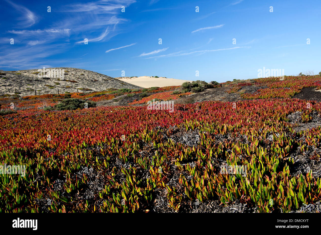 Impianti di ghiaccio, carpobrotus edulis, con cime di rosso coprire le dune di sabbia Foto Stock
