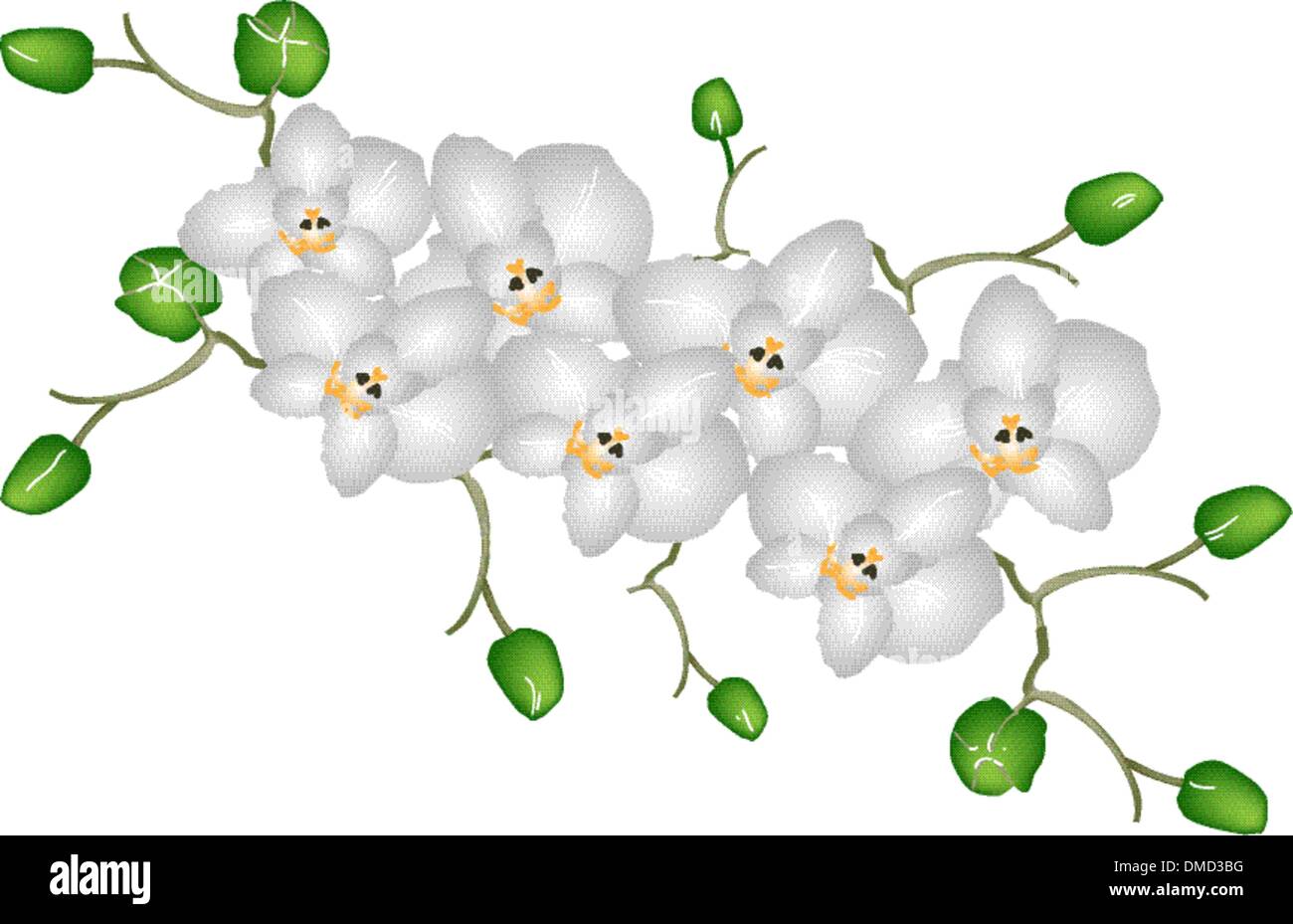 Bella Luna Orchidee isolati su sfondo bianco Illustrazione Vettoriale