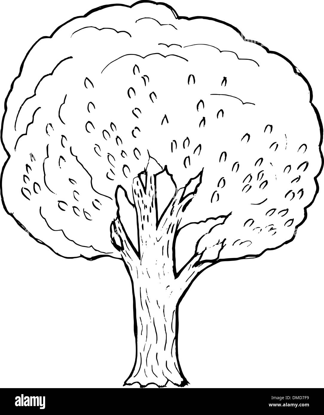 pioppo Illustrazione Vettoriale pioppo Illustrazione Vettoriale