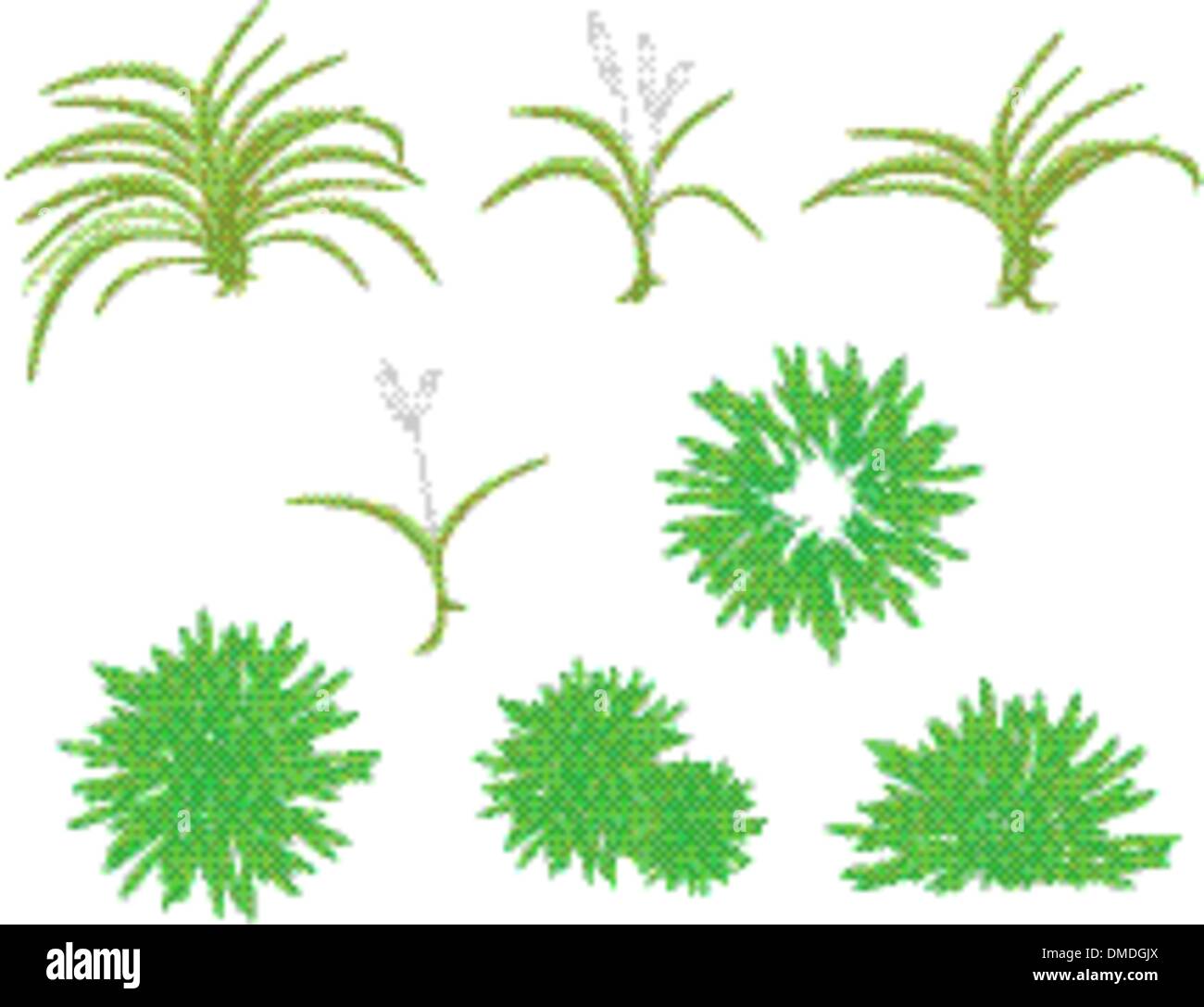 Una struttura ad albero isometrica Set di dracaena pianta Illustrazione Vettoriale