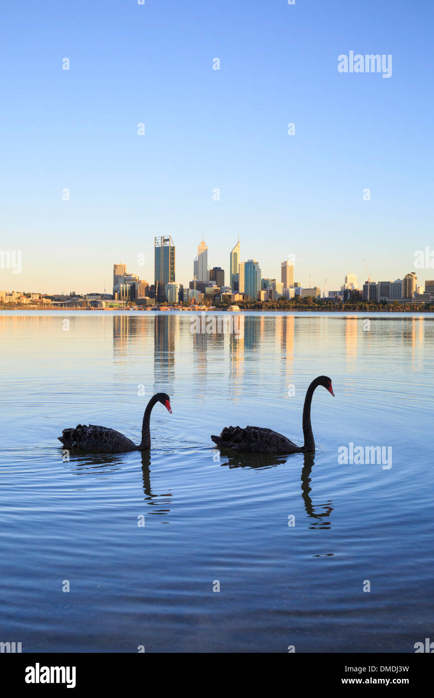 Due cigni neri (Cygnus atratus) sul Fiume Swan con la città di Perth in distanza. Perth, Western Australia Foto Stock